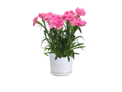 Sprint Dark Pink Begonia - Image 2